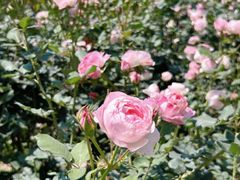 -人民公园(罗湖区)