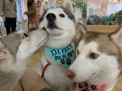-Husky Go! 哈士奇体验馆·宠物咖啡厅狗咖