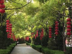 -大槐树寻根祭祖园