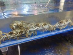-阳澄湖大闸蟹·琼灵阁牌品牌连锁(吴中总店)