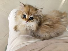 -瑞派动物医院·猫专科·至诚(江南中分院)