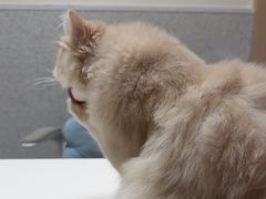 -谐和贝康宠物医院24小时·宠保定点(急重症转诊中心)