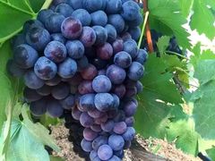 -马陆小张葡萄园农家乐