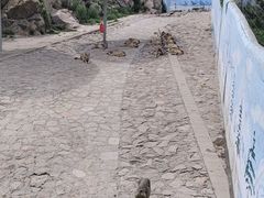 -西霞口神雕山野生动物世界