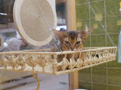 -帕帕拉兹宠物(亚洲旗舰店)