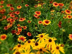 -永定河休闲森林公园