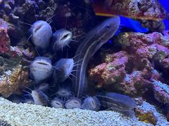 -上海海洋水族馆