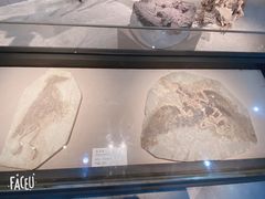 -浙江自然博物院(杭州馆)