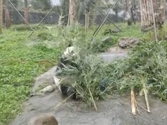 -都江堰中华大熊猫苑