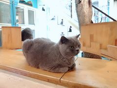 -猫小院猫主题咖啡厅(北锣店)