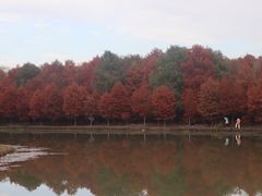 -上海海湾国家森林公园