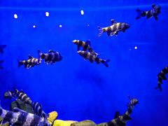 -上海海洋水族馆