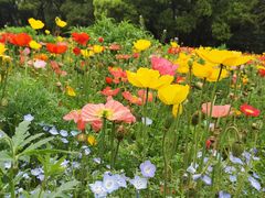 -上海共青森林公园