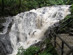 -莫里热带雨林景区