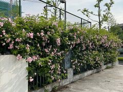 -杭州观成实验学校