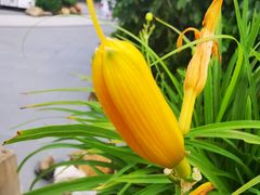 -京北渔家傲