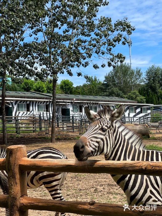 大连森林动物园图片