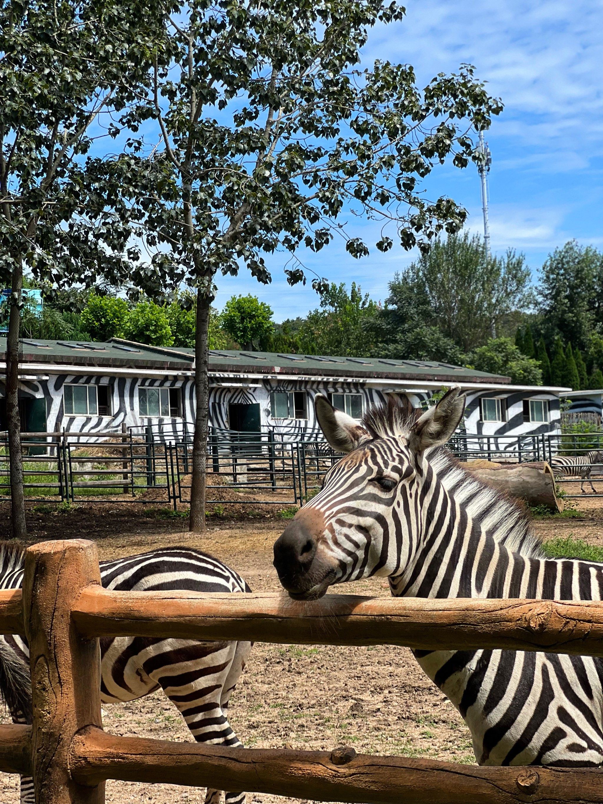 十一假期大连森林动物园遛娃攻略指南