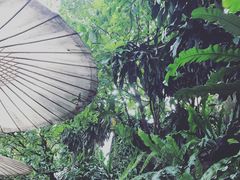 -Fern Forest Cafe