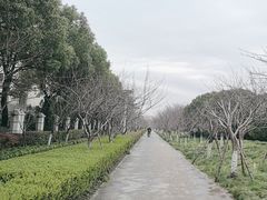 -高东镇樱花园