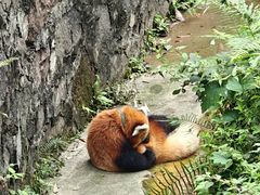 -都江堰中华大熊猫苑