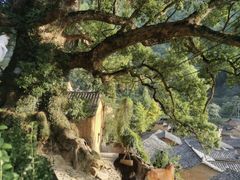 -杨家堂村