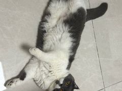 -瑞鹏宠物医院·骨科·猫科·内科(第一中心)