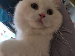 -飞行喵MR PILOT|猫舍·猫咖(静安大融城店)