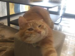 -瑞派名望24h动物医院异宠专科·猫专科·骨科·重症监护分院