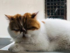 -喵屿·大理花园猫咖