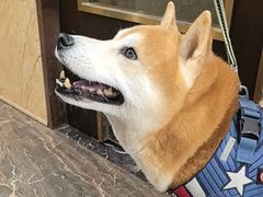 -宠爱国际动物医院·消化内科·心肾内科·ISFM猫友好(望京店)