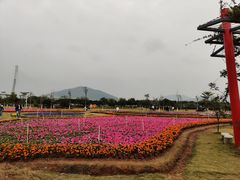 -芒洲湿地公园