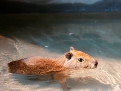 -绿色星球动物主题公园