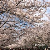 同济🌸