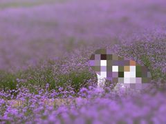 紫颐·香薰山谷-紫颐香薰山谷景区