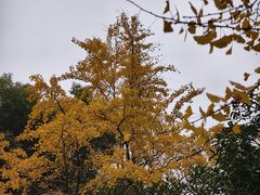 -白沙古井