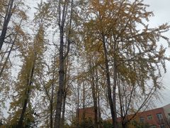 -黄桷坪涂鸦艺术街