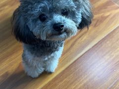 -翊宠yipet猫狗购宠庄园犬舍•猫舍