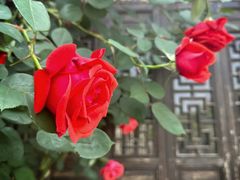 -老门东历史文化街区