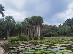 -中国科学院西双版纳热带植物园