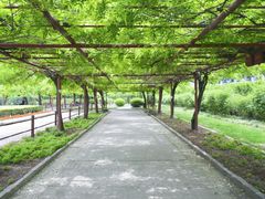-嘉定紫藤园