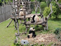 -成都大熊猫繁育研究基地