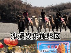 -金塔沙漠胡杨林景区