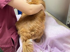 -瑞鹏宠物医院(大运分院)