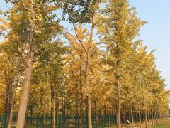 -汉景帝阳陵博物院