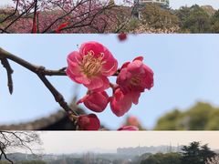 景点-无锡梅园公园