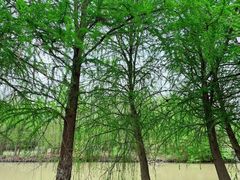 -上海海湾国家森林公园