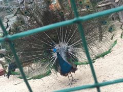-清境桃源