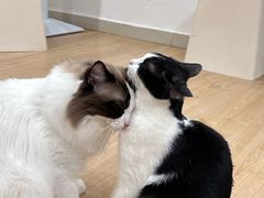 -有喵·猫咖·狗咖·30几只猫10只小狗(岗厦店)