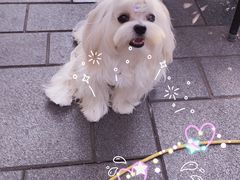 -艾贝尔宠物诊疗